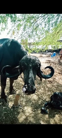 જાફરાબાદી ભેંસ