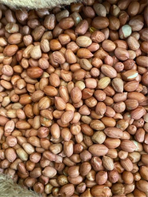 38 39 નુ બીયારણ