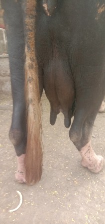 આ ભેંશ વેચવાની છે