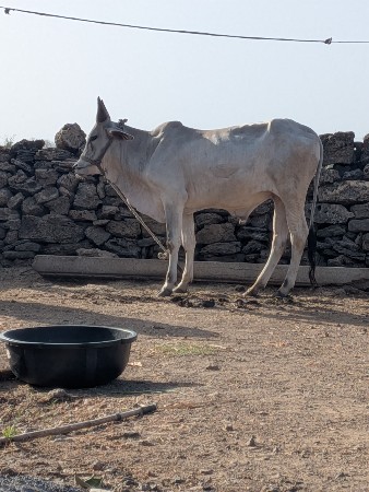 વાછરડો વેચવા નો છે