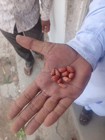 બિયારણ નુ સાટુ કરવાનુછે