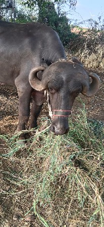 જાફરાબાદી ખડાય