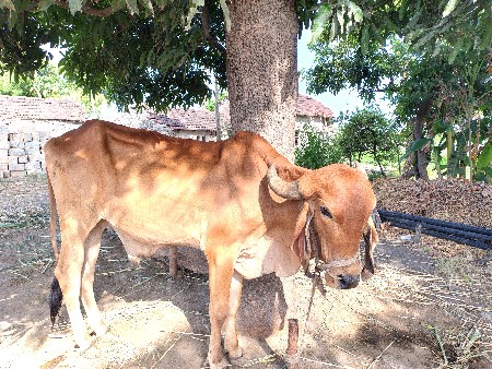 આ બળદ વેસવાનો સે...