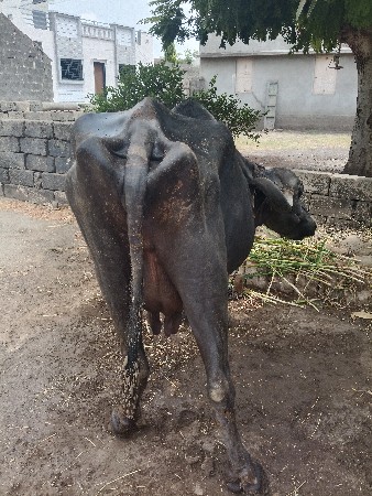 besh veshvani se