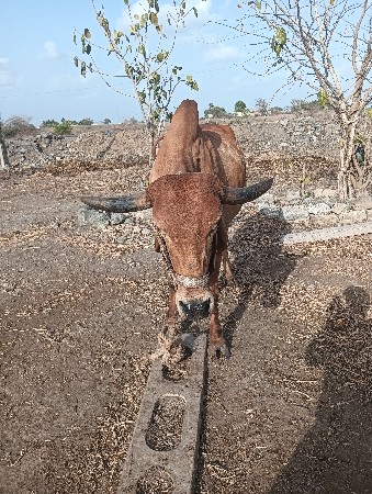 વેસવાનીસે