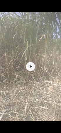 serdi dhas sara ma aapva ni se