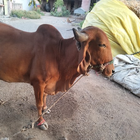 ગાય  વેચવા સે સાટા પણ કરવા સે