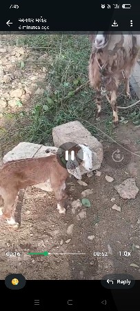 આબકરિ વેચવાનિછે