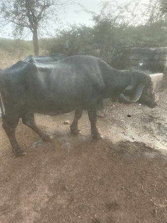 ભેંસ વેચવાની છે