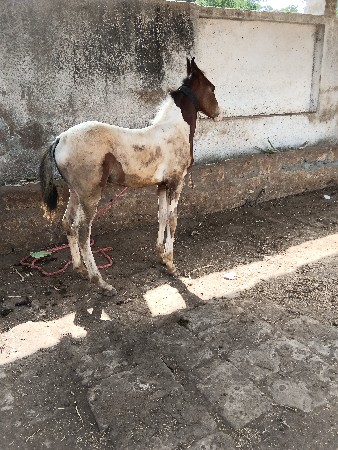 વશેરો વેચવાનો