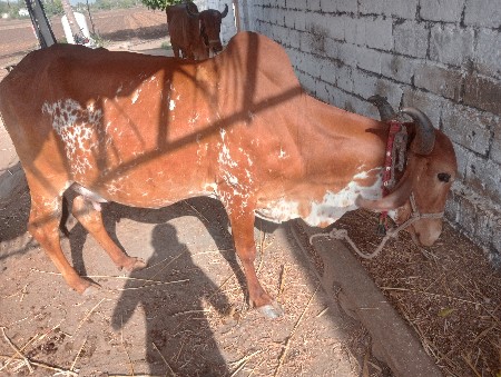 ગાય