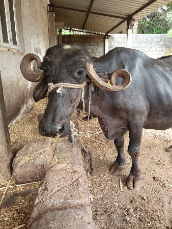 ભેંસ વેચવાની છે