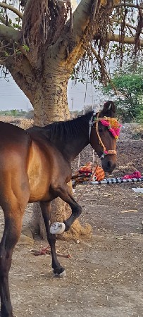 ઘોડી વેચવાની છે