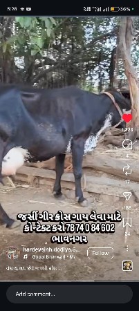 તબેલામાં માણસ ની જરુર છે