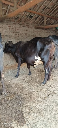 વેચવાની છે
