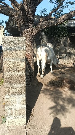 બળદ વેચવાનો છે