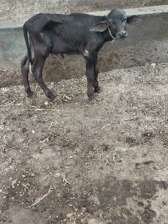 પાડો વેચવાનો છે