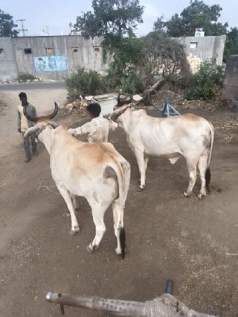 બડદ વેચવાના છે.