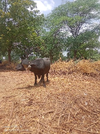 પાડો વેચવાનો છે
