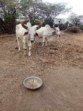 બરધ વેચવાના