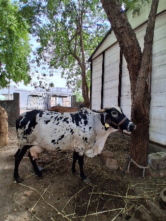 દેશી ગાય વેચવા ની છે