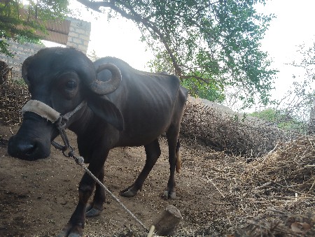 બે ખડેલા વેચવા ના છે સારા વેલાના છે