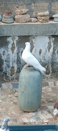 kabutar