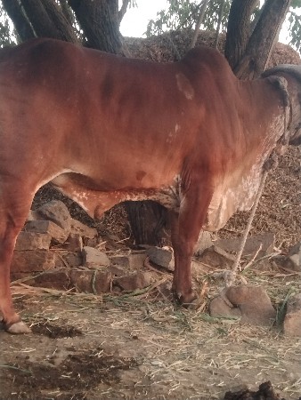 નાગાભાઈ