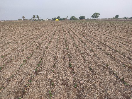 ગીરનાર 4 દાણા