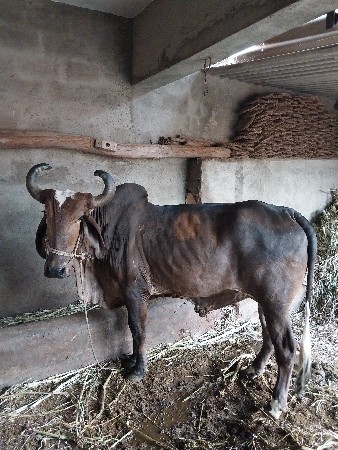 વેચવાના