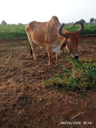 બળદ વેચવાના છે પાંચમી છઠ્ઠી ધોર ફુલ