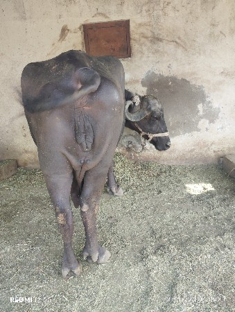 બીજુ વેધર