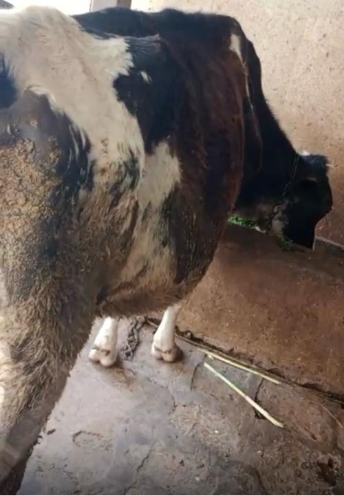 HF ઝરસી ગાય વેચવાની છે