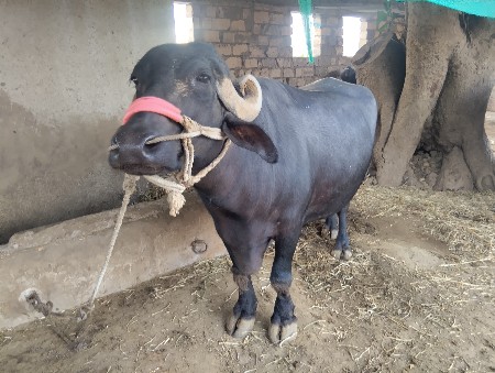 ભેંસ વેચવાની છે