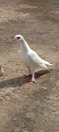 આ જોડી દેવાની છે