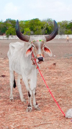 ત્રીજી ધર્મ છે વેચવાનો છે મારવા