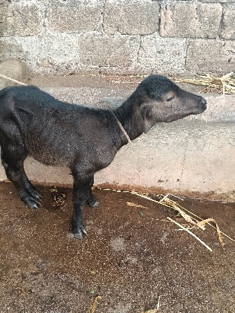 ચાંદીની વેણલ