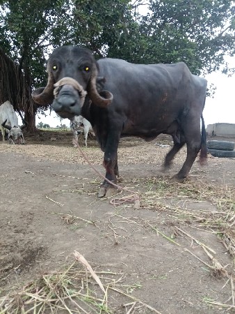 ભેંસ વેચવાની છે