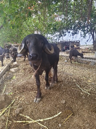 પાડો વેચવાનો છે ભાઈ