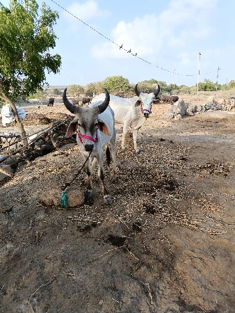 ગોધલા વેચવા ના છે પેલી ધરના છે