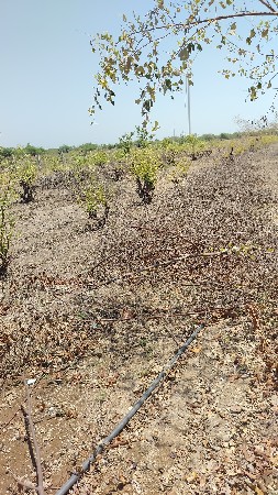 બોરડી અને નારિયળ નું બળતણ