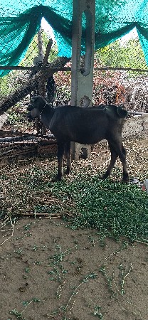 9898777132
