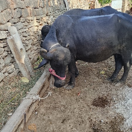 ભેંસ વેચવાની છે