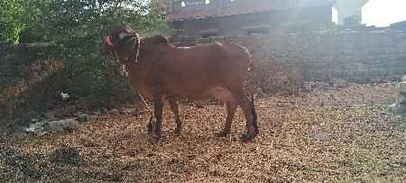 ગીરગાય