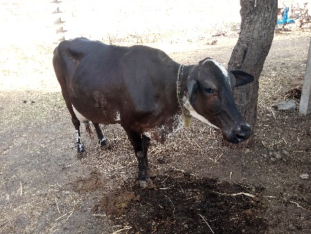 વેચવામાં