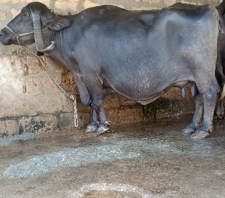 ભૅચ વૅચવાની છૅ.
