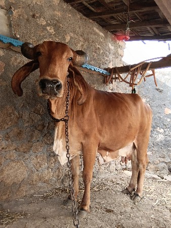 સાટા કરવાના છે