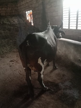 ગાય વેસવાની છે