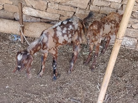 bakri na bacha vesvana se