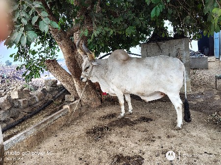 બળદ